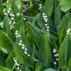 Lily Of The Valley (Convallaria Majalis) - 5 Pack Quart Pots -Garden Supplies Sales 2024 convallaria majalis lily of the valley 24