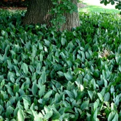 Lily Of The Valley (Convallaria Majalis) - 5 Pack Quart Pots -Garden Supplies Sales 2024 convallaria majalis lily of the valley 25