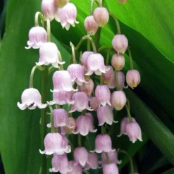 Pink Lily Of The Valley (Convallaria Majalis 'Rosea') - 1 Gallon Pot 8 Pink Lily Of The Valley (Convallaria Majalis 'Rosea') - 1 Gallon Pot -Garden Supplies Sales 2024 convallaria majalis rosea pink lily of the valley 1