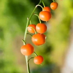 Pink Lily Of The Valley (Convallaria Majalis 'Rosea') - 1 Gallon Pot 9 Pink Lily Of The Valley (Convallaria Majalis 'Rosea') - 1 Gallon Pot -Garden Supplies Sales 2024 convallaria majalis rosea pink lily of the valley 5