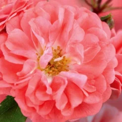 Coral Drift Groundcover Rose - 3 Gallon Pot -Garden Supplies Sales 2024 coral drift rose 101 1