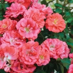 Coral Drift Groundcover Rose - 2 Gallon Pot 11 Coral Drift Groundcover Rose - 2 Gallon Pot -Garden Supplies Sales 2024 coral drift rose 102