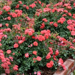 Coral Drift Groundcover Rose - 1 Gallon Pot -Garden Supplies Sales 2024 coral drift rose 104 2