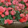 Coral Drift Groundcover Rose - 3 Gallon Pot