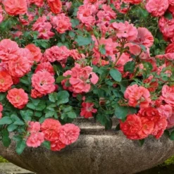 Coral Drift Groundcover Rose - 1 Gallon Pot
