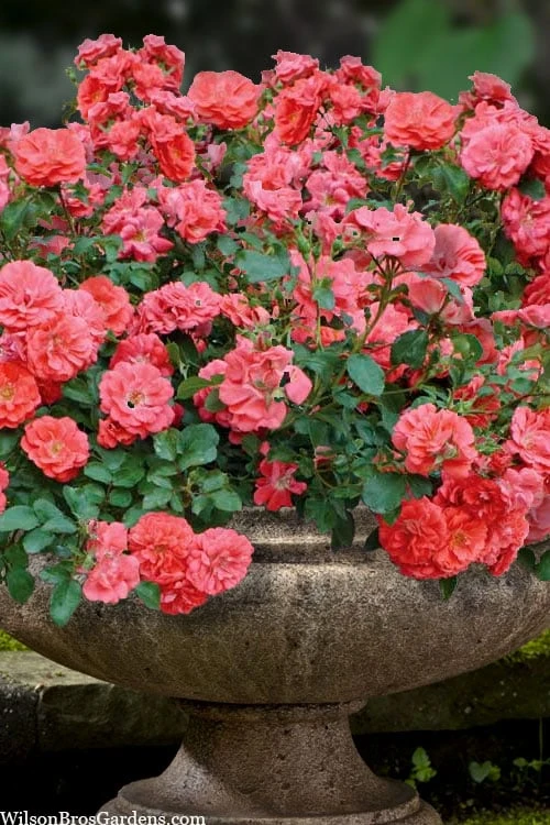 Coral Drift Groundcover Rose - 2 Gallon Pot 1 Coral Drift Groundcover Rose - 2 Gallon Pot