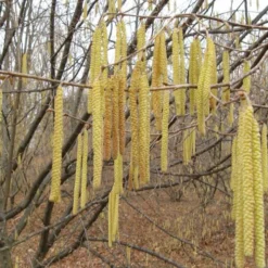 American Hazelnut Filbert (Corylus Americana) - 3 Pack Of 1.5 Quart Pots -Garden Supplies Sales 2024 corylus american american hazelnut fall leaves 10 1