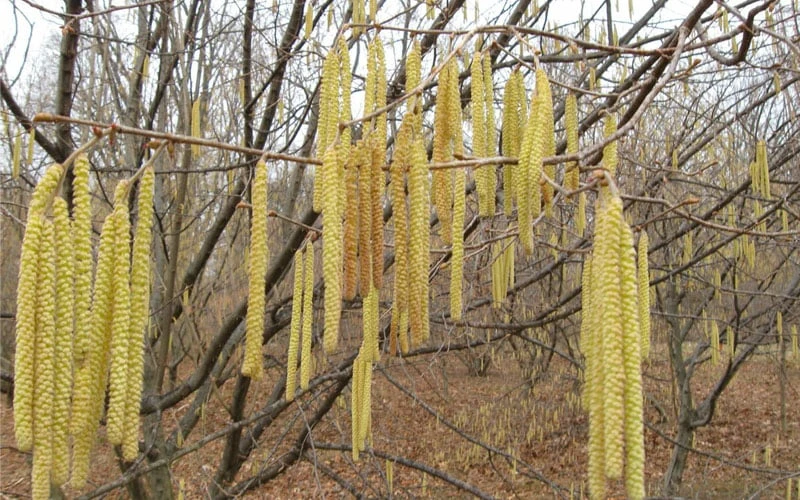 American Hazelnut (Filbert) - 1 Gallon Pot 5 American Hazelnut (Filbert) - 1 Gallon Pot - Image 5