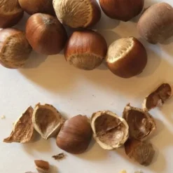 American Hazelnut Filbert (Corylus Americana) - 3 Pack Of 1.5 Quart Pots -Garden Supplies Sales 2024 corylus american american hazelnut fall leaves 11 1