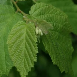 American Hazelnut Filbert (Corylus Americana) - 3 Pack Of 1.5 Quart Pots -Garden Supplies Sales 2024 corylus american american hazelnut fall leaves 12 1
