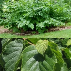 American Hazelnut (Filbert) - 1 Gallon Pot 12 American Hazelnut (Filbert) - 1 Gallon Pot -Garden Supplies Sales 2024 corylus american american hazelnut fall leaves 13