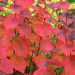 American Hazelnut (Filbert) - 3 Gallon Pot -Garden Supplies Sales 2024 corylus american american hazelnut fall leaves 6 2