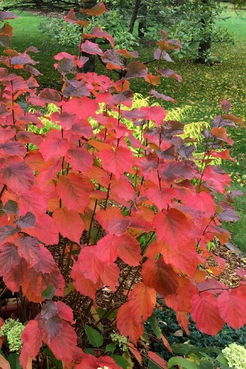 American Hazelnut (Filbert) - 1 Gallon Pot 1 American Hazelnut (Filbert) - 1 Gallon Pot