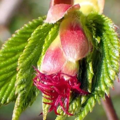 American Hazelnut Filbert (Corylus Americana) - 3 Pack Of 1.5 Quart Pots -Garden Supplies Sales 2024 corylus american american hazelnut fall leaves 8 1