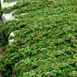 Streib's Findling Cotoneaster - 1 Gallon Pot 14 Streib's Findling Cotoneaster - 1 Gallon Pot -Garden Supplies Sales 2024 cotoneaster dammeri streibs findling 5