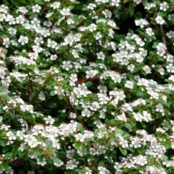 Streib's Findling Cotoneaster - 1 Gallon Pot 12 Streib's Findling Cotoneaster - 1 Gallon Pot -Garden Supplies Sales 2024 cotoneaster dammeri streibs findling 9