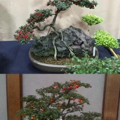 Streib's Findling Cotoneaster - 1 Gallon Pot 15 Streib's Findling Cotoneaster - 1 Gallon Pot -Garden Supplies Sales 2024 cotoneaster dammeri streibs findling bonsai 13