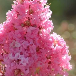 Sioux Pink Crape Myrtle Tree (Single Trunk) - 5 Gallon Pot -Garden Supplies Sales 2024 crape myrtle sioux pink 52