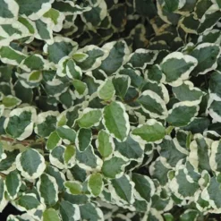 Variegated Creeping Fig (Ficus Pumila 'Variegata') - 10 Pack Of 4" Pint Pots -Garden Supplies Sales 2024 creeping fig ficus pumila variegata 50