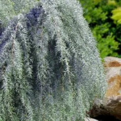 Raywood Weeping Arizona Cypress - 6 Gallon Pot 7 Raywood Weeping Arizona Cypress - 6 Gallon Pot -Garden Supplies Sales 2024 cupressus arizonica raymonds weeping arizona cypress 3