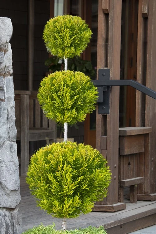 Goldcrest Monterey Lemon Cypress 3-Ball Poodle Tier Topiary - 7 Gallon Pot 1 Goldcrest Monterey Lemon Cypress 3-Ball Poodle Tier Topiary - 7 Gallon Pot