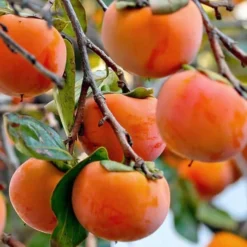 Fuyu Persimmon Tree - 3 Gallon Pot 15 Fuyu Persimmon Tree - 3 Gallon Pot -Garden Supplies Sales 2024 diospyros kaki fuyu persimmon tree 3