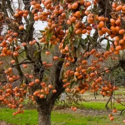Fuyu Persimmon Tree - 3 Gallon Pot 11 Fuyu Persimmon Tree - 3 Gallon Pot -Garden Supplies Sales 2024 diospyros kaki fuyu persimmon tree 5