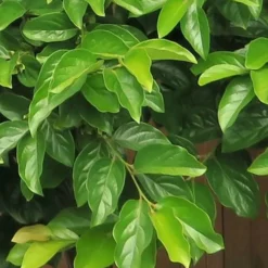 Fuyu Persimmon Tree - 3 Gallon Pot 13 Fuyu Persimmon Tree - 3 Gallon Pot -Garden Supplies Sales 2024 diospyros kaki fuyu persimmon tree 6