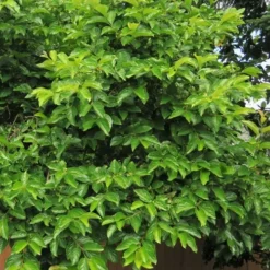 Fuyu Persimmon Tree - 3 Gallon Pot 12 Fuyu Persimmon Tree - 3 Gallon Pot -Garden Supplies Sales 2024 diospyros kaki fuyu persimmon tree 7