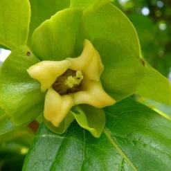 Fuyu Persimmon Tree - 7 Gallon Pot (4-5') -Garden Supplies Sales 2024 diospyros kaki fuyu persimmon tree 9 1