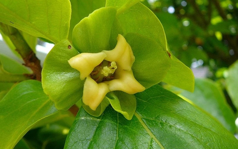 Fuyu Persimmon Tree - 3 Gallon Pot 7 Fuyu Persimmon Tree - 3 Gallon Pot - Image 7