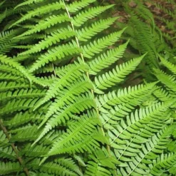 Dixie Wood Fern - Dryopteris Australis - 6 Pack Of 1 Gallon Pots -Garden Supplies Sales 2024 dryopteris australis dixie wood fern 10
