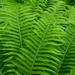 Dixie Wood Fern - Dryopteris Australis - 6 Pack Of 1 Gallon Pots -Garden Supplies Sales 2024 dryopteris australis dixie wood fern 12