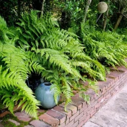 Autumn Brilliance Fern (Dryopteris Erythrosora) - 6 Pack Of 1 Gallon Pots 14 Autumn Brilliance Fern (Dryopteris Erythrosora) - 6 Pack Of 1 Gallon Pots -Garden Supplies Sales 2024 dryopteris erythrosora autumn brilliance fern 10 3