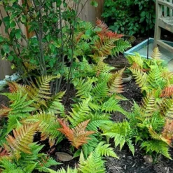 Autumn Brilliance Fern (Dryopteris Erythrosora) - 6 Pack Of 1 Gallon Pots 15 Autumn Brilliance Fern (Dryopteris Erythrosora) - 6 Pack Of 1 Gallon Pots -Garden Supplies Sales 2024 dryopteris erythrosora autumn brilliance fern 11 3
