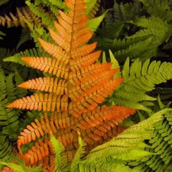 Autumn Brilliance Fern (Dryopteris Erythrosora) - 1 Gallon Pot -Garden Supplies Sales 2024 dryopteris erythrosora autumn brilliance fern 2 2
