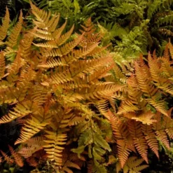 Autumn Brilliance Fern (Dryopteris Erythrosora) - 3 Gallon -Garden Supplies Sales 2024 dryopteris erythrosora autumn brilliance fern 3 1