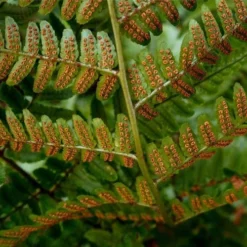 Autumn Brilliance Fern (Dryopteris Erythrosora) - 1 Gallon Pot -Garden Supplies Sales 2024 dryopteris erythrosora autumn brilliance fern 4 2