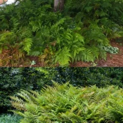 Autumn Brilliance Fern (Dryopteris Erythrosora) - 2.5 Quart Pot -Garden Supplies Sales 2024 dryopteris erythrosora autumn brilliance fern 8