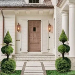 Dwarf Alberta Spruce 2-Ball Cone Topiary - 5 Gallon Pot -Garden Supplies Sales 2024 dwarf alberta spruce 3 ball poodle tier with pyramid1