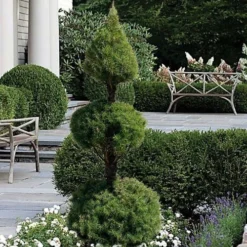 Dwarf Alberta Spruce 2-Ball Cone Topiary - 5 Gallon Pot