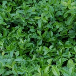 Purple Wintercreeper (Euonymus Fortunei 'Coloratus') - 6 Pack Of Pint Pots 13 Purple Wintercreeper (Euonymus Fortunei 'Coloratus') - 6 Pack Of Pint Pots -Garden Supplies Sales 2024 euonymus fortunei coloratus purple wintercreeper 2