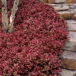 Purple Wintercreeper - Euonymus Fortunei Coloratus - 3 Pack Of Pint Pots