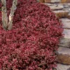Purple Wintercreeper - Euonymus Fortunei Coloratus - 18 Count Flat Of Pint Pots