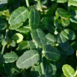 Kewensis Euonymus (Miniature Wintercreeper) - 6 Pack Of Pint Pots -Garden Supplies Sales 2024 euonymus fortunei kewensis miniature wintercreeper 6