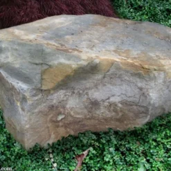 Kewensis Euonymus (Miniature Wintercreeper) - 6 Pack Of Pint Pots -Garden Supplies Sales 2024 euonymus fortunei kewensis miniature wintercreeper 9