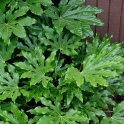 Fatsia Japonica (Japanese Aralia / Glossy Paper Plant) - 7 Gallon Pot
