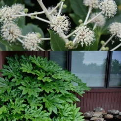 Fatsia Japonica - Japanese Aralia - Glossy Paper Plant - 3 Gallon Pot -Garden Supplies Sales 2024 fatsia Japanese Aralia 2 500x750 5