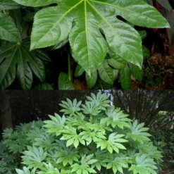 Fatsia Japonica - Japanese Aralia - Glossy Paper Plant - 5 Gallon Pot -Garden Supplies Sales 2024 fatsia Japanese Aralia 500x750 4
