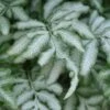 Silver Lace Fern - 5 Pack Of Quart Pots